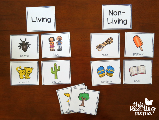sorting picture cards as living vs non-living