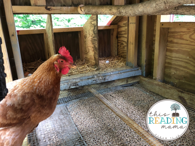 inside the backyard chicken coop - This Reading Mama